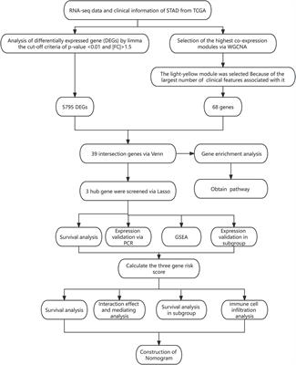 Construction of a prognostic model via WGCNA combined with the LASSO algorithm for stomach adenocarcinoma patients